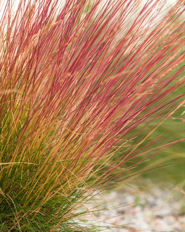 Festuca 'Sunrise'