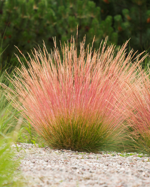 Festuca 'Sunrise'