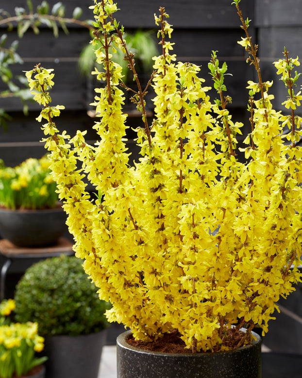 Forsythia 'Mikador'