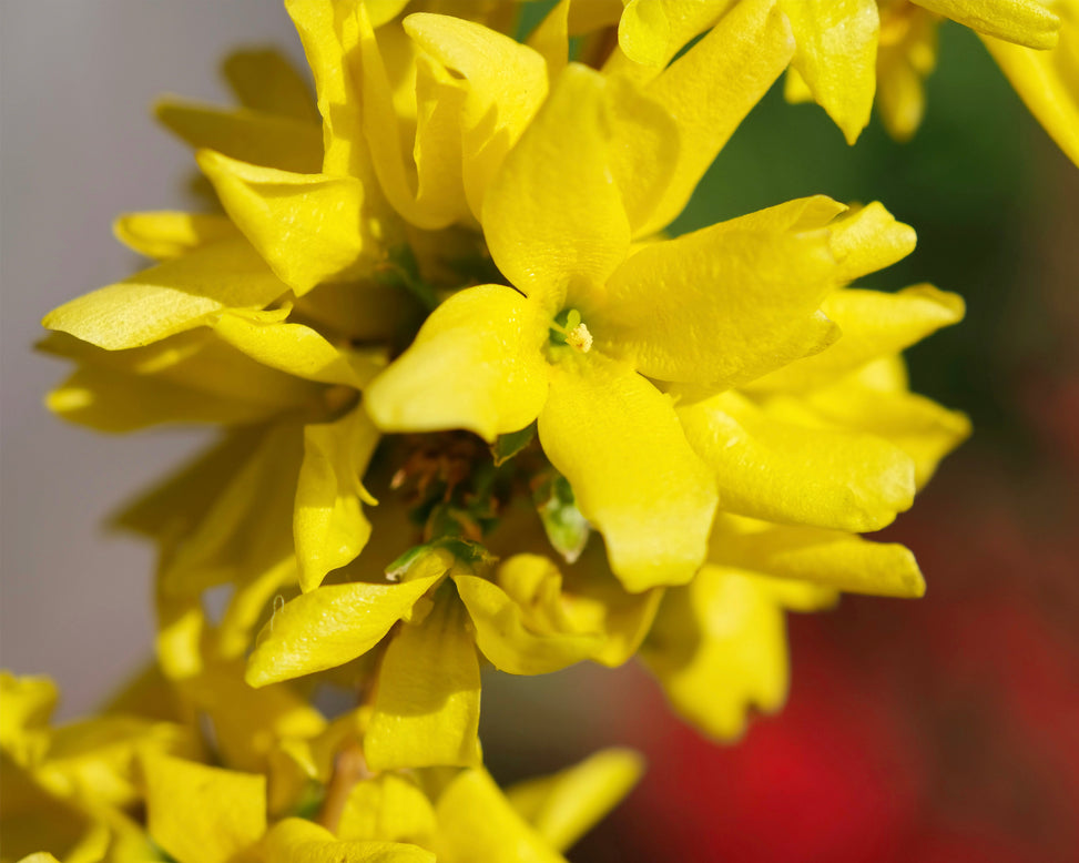 Forsythia 'Mikador'