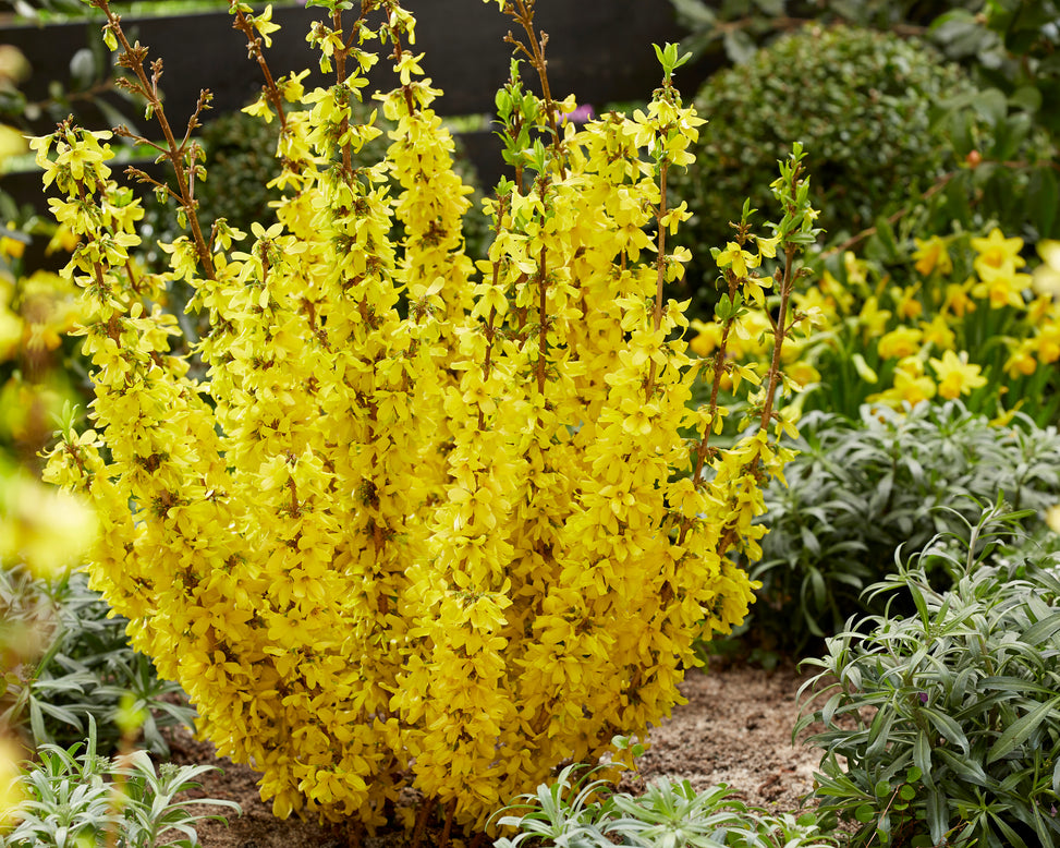 Forsythia 'Mikador'