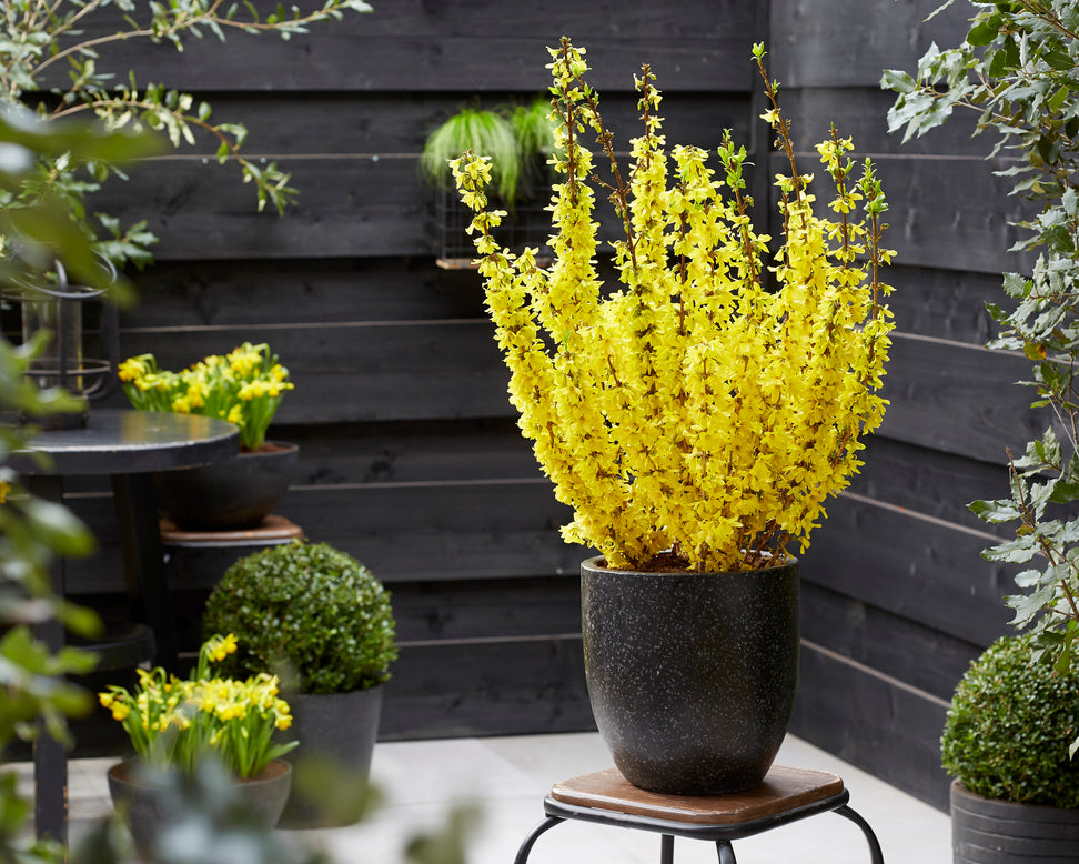 Forsythia 'Mikador'