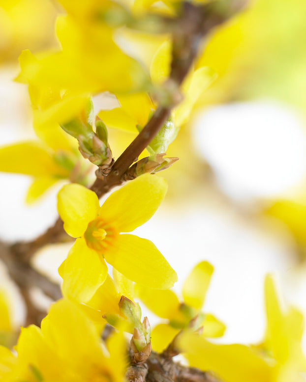 Forsythia 'Spectablis'
