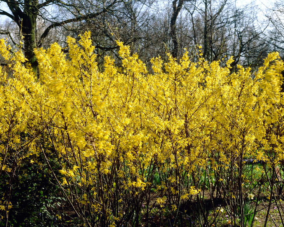 Forsythia 'Spectablis'