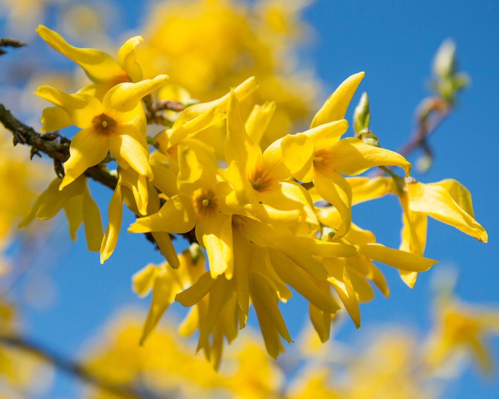 Forsythia 'Spectablis'