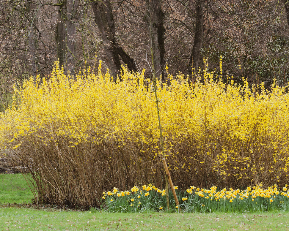 Forsythia 'Spectablis'