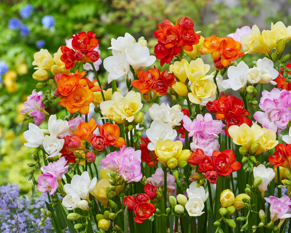 Freesia 'Double Mixed'