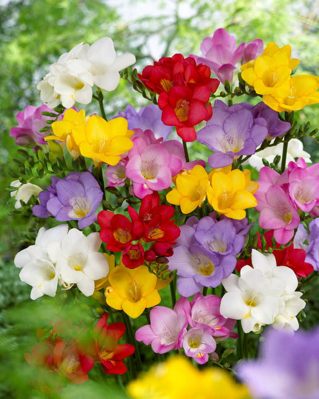 Freesia single mixed