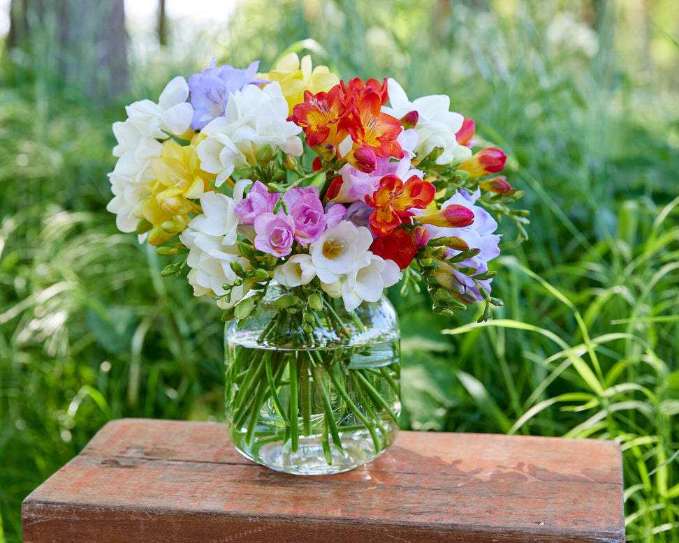 Freesia 'Single Mixed'