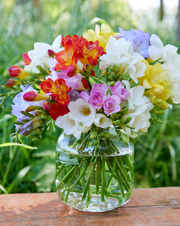 Freesia 'Single Mix'