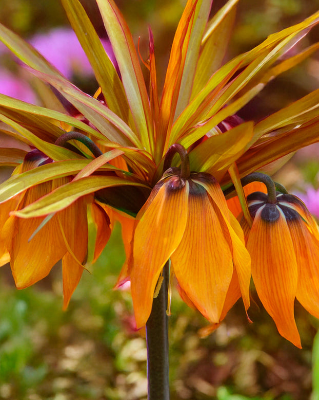 Fritillaria 'Sunset'