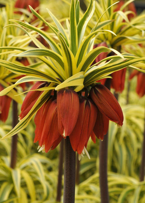 Fritillaria imperialis 'Aureomarginata'