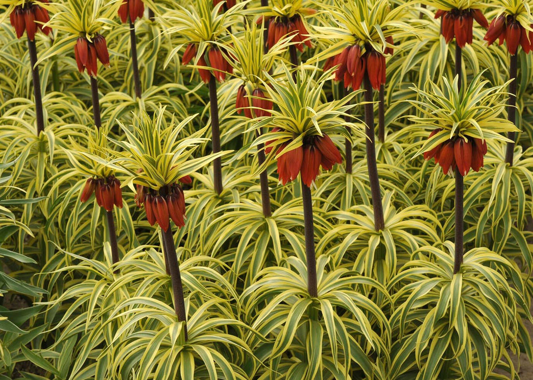 Fritillaria imperialis 'Aureomarginata'