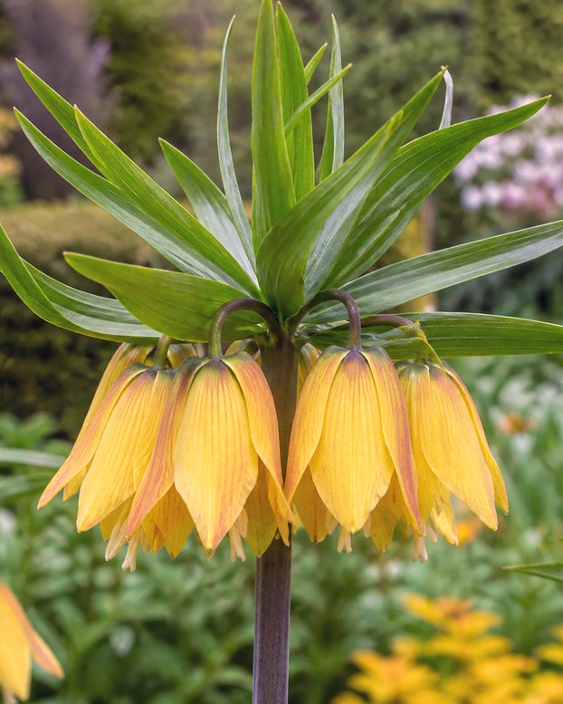 Fritillaria 'Dynamic Beauty'