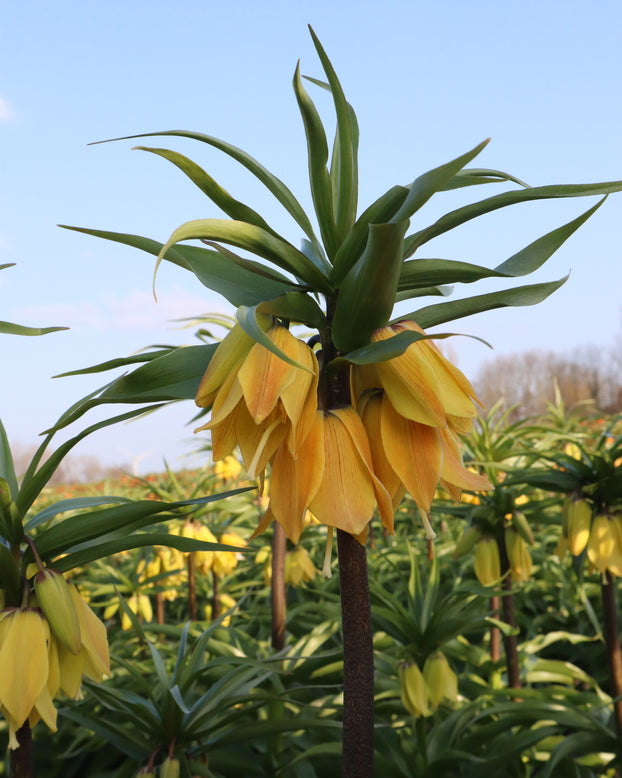 Fritillaria 'Dynamic Beauty'
