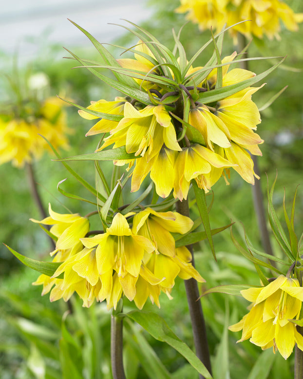 Fritillaria 'Early Sensation'