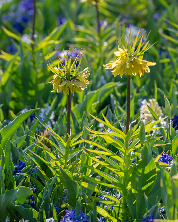 Fritillaria 'Early Sensation'