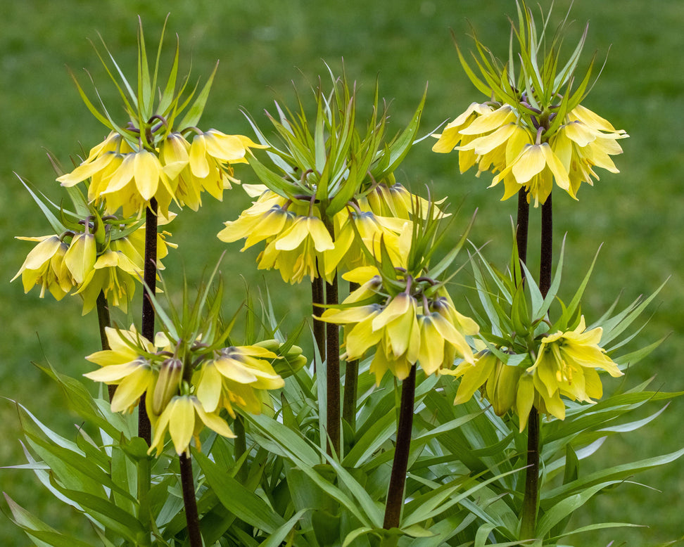 Fritillaria 'Early Sensation'