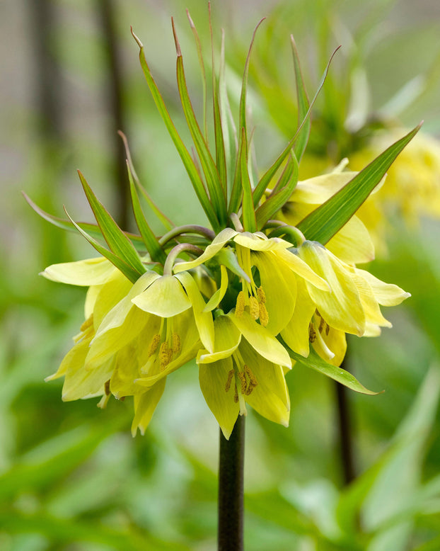 Fritillaria 'Early Sensation'