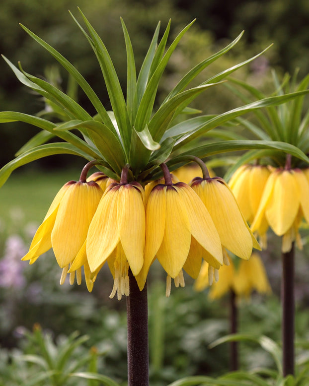 Fritillaria 'Golden Beauty'