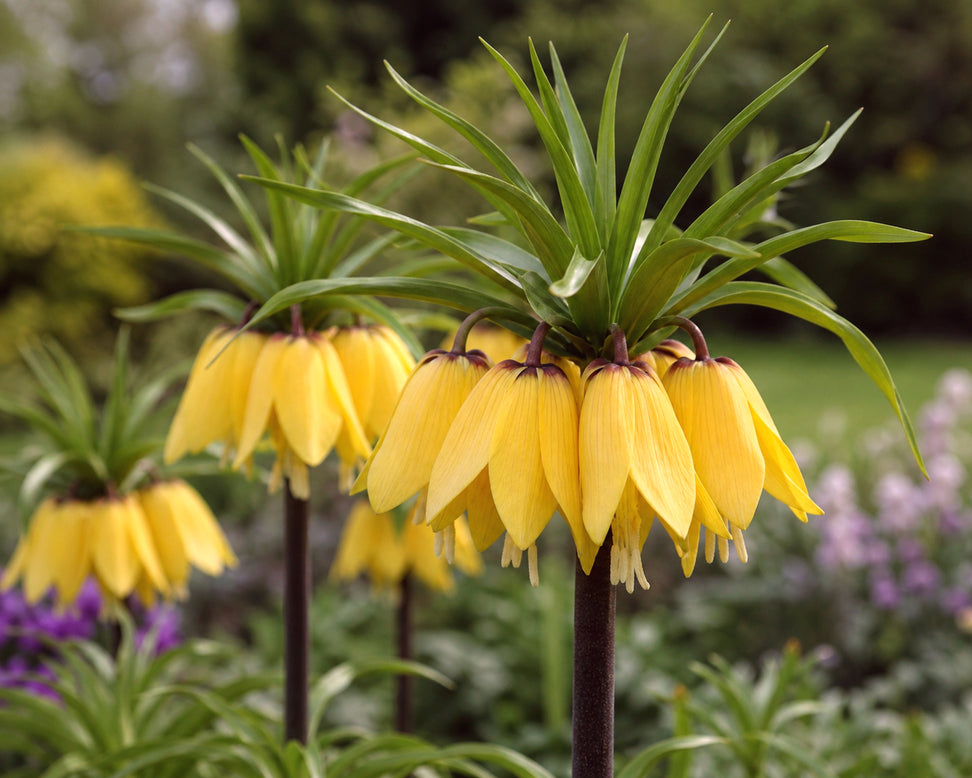 Fritillaria 'Golden Beauty'