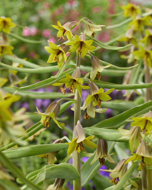 Fritillaria 'Green Eyes'