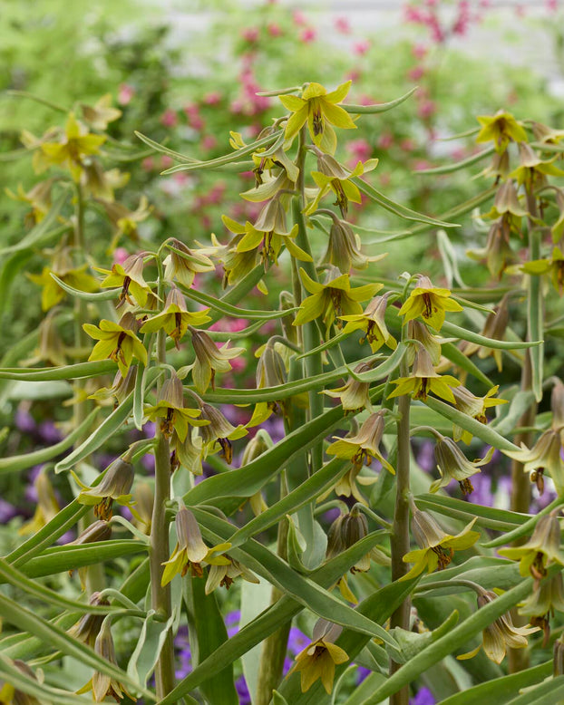 Fritillaria 'Green Eyes'