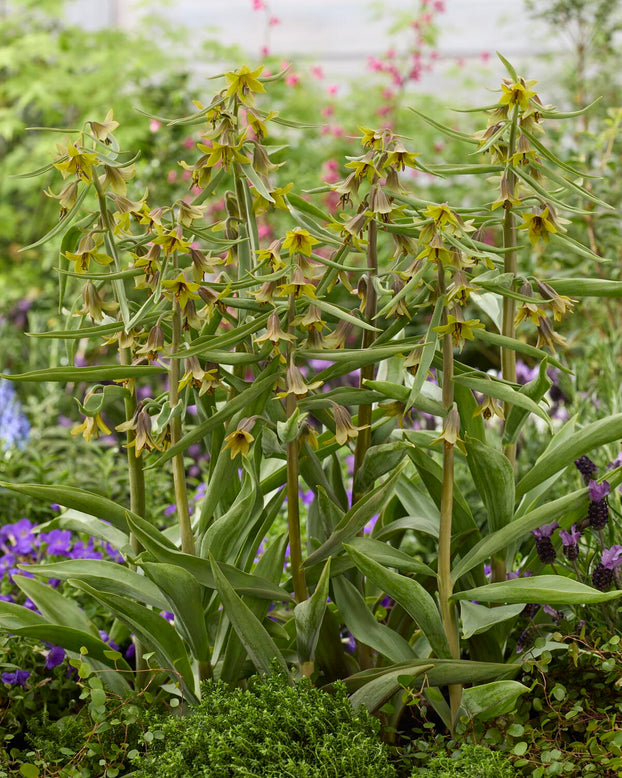 Fritillaria 'Green Eyes'