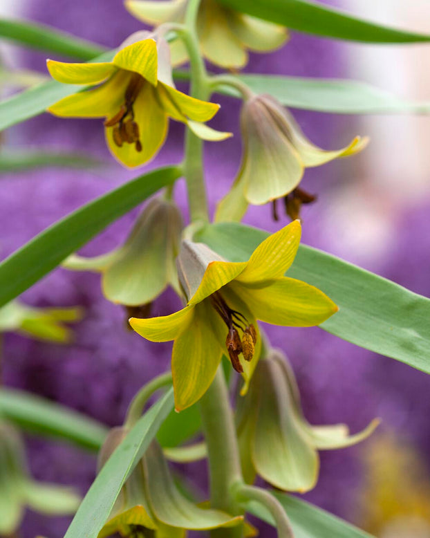 Fritillaria 'Green Eyes'