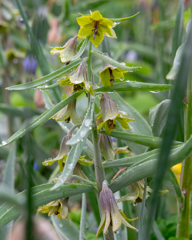 Fritillaria 'Green Eyes'