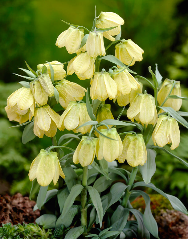 Fritillaria pallidiflora