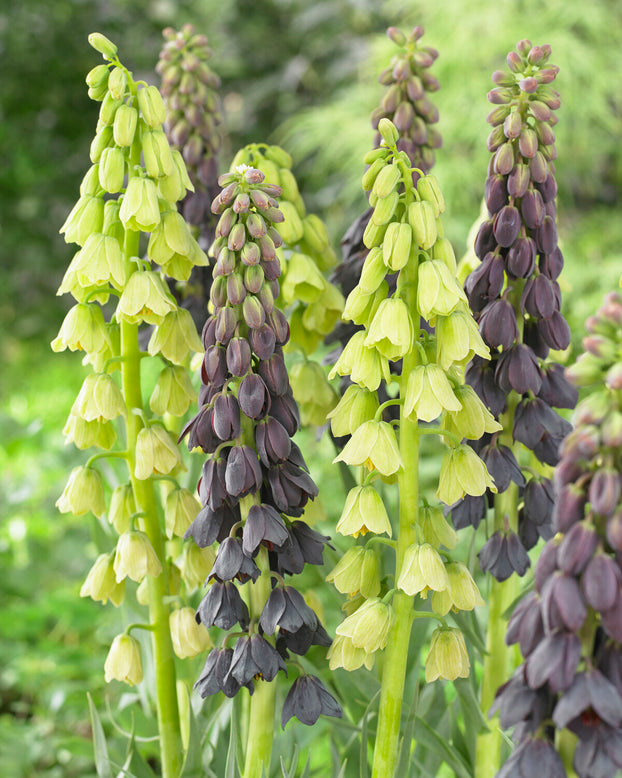 Fritillaria persica 'Alba'