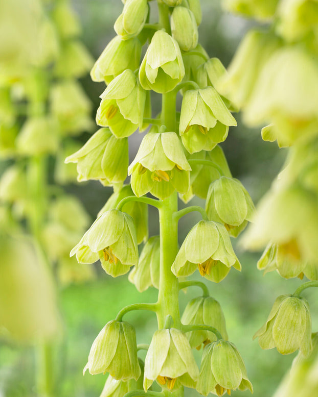 Fritillaria persica 'Alba'