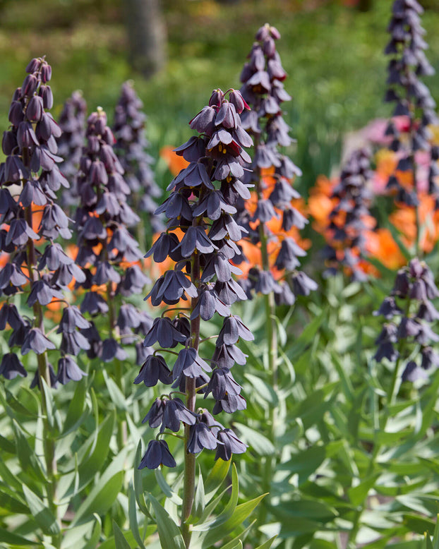 Fritillaria 'Purple Favorite'