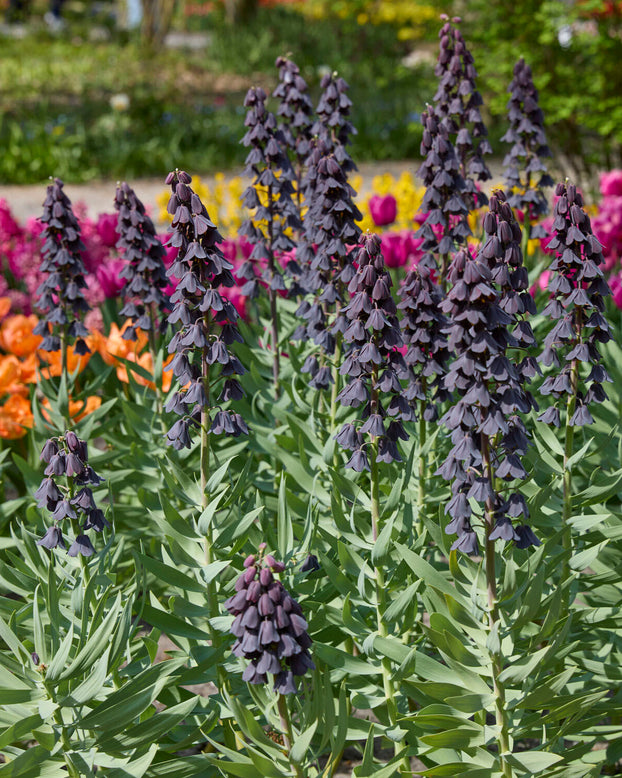 Purple flowers with green leaves in a garden setting