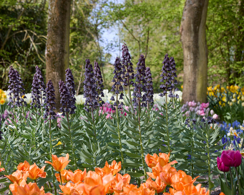Fritillaria 'Purple Favorite'
