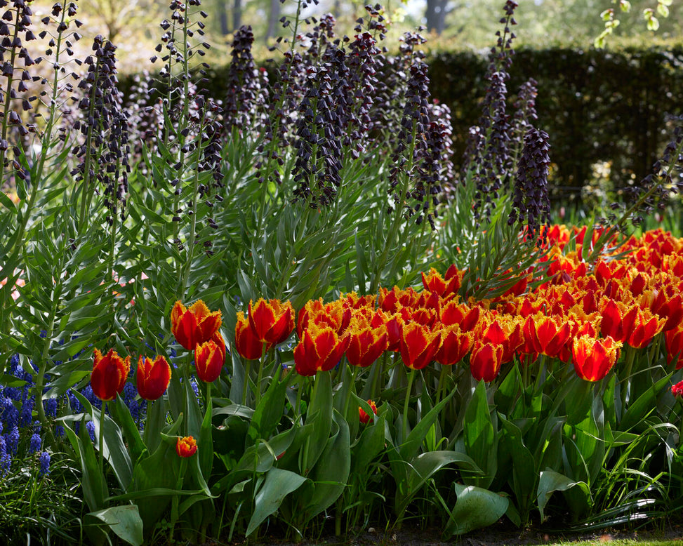Fritillaria 'Purple Favorite'