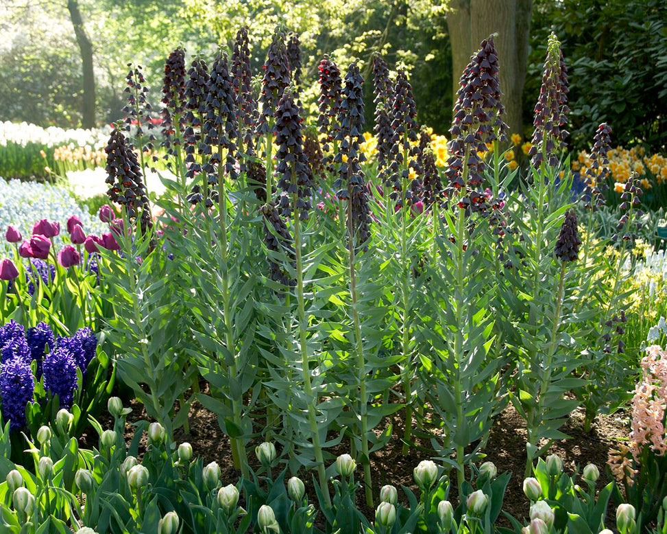 Fritillaria 'Purple Favorite'