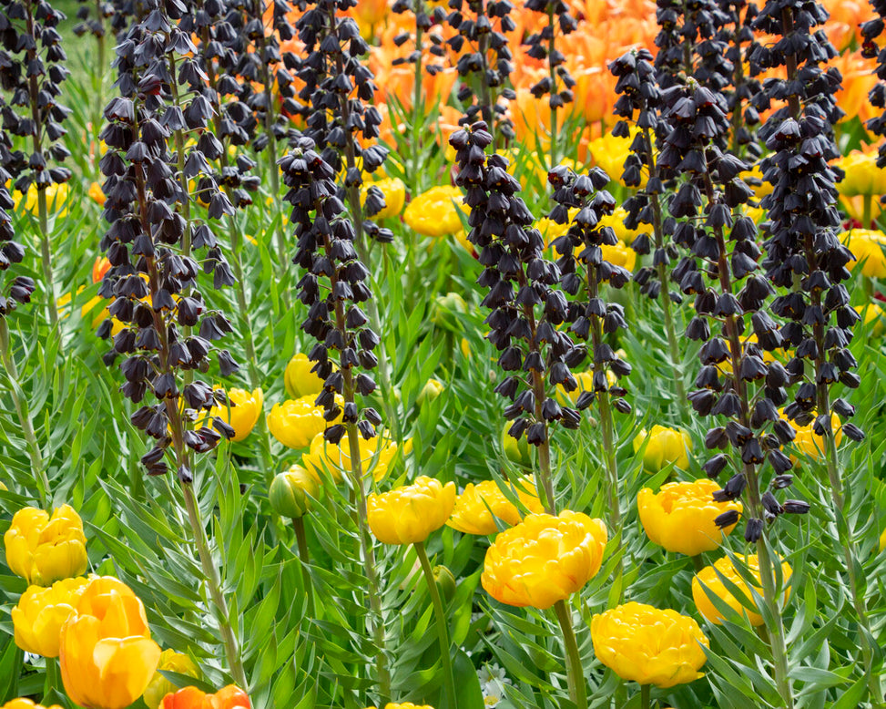 Fritillaria 'Purple Favorite'