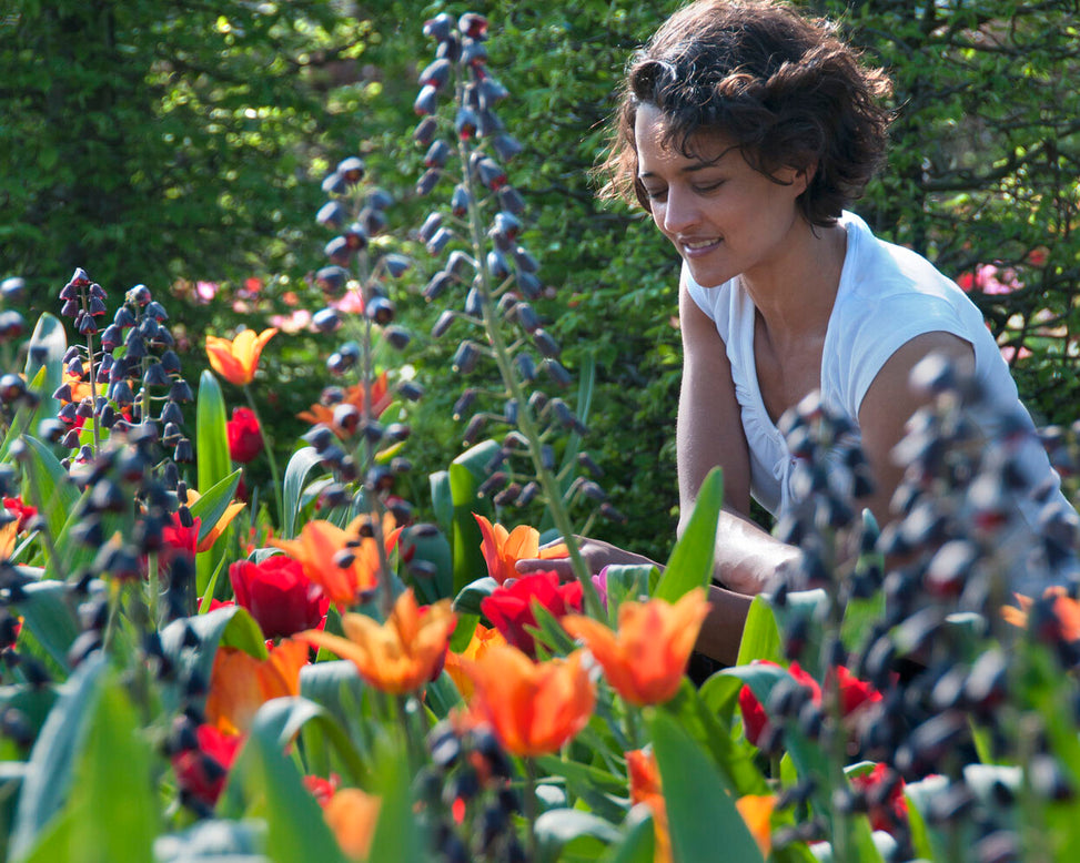 Fritillaria 'Purple Favorite'