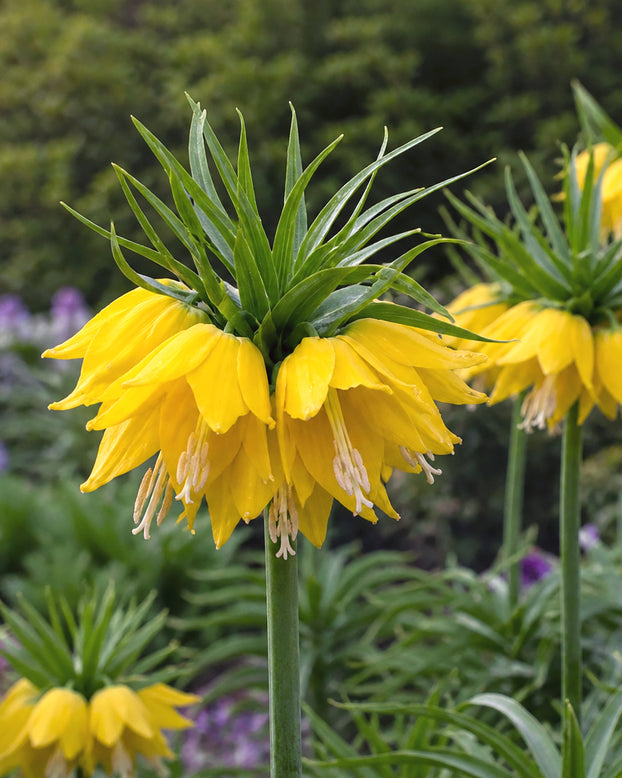 Fritillaria 'Yellow Beauty'