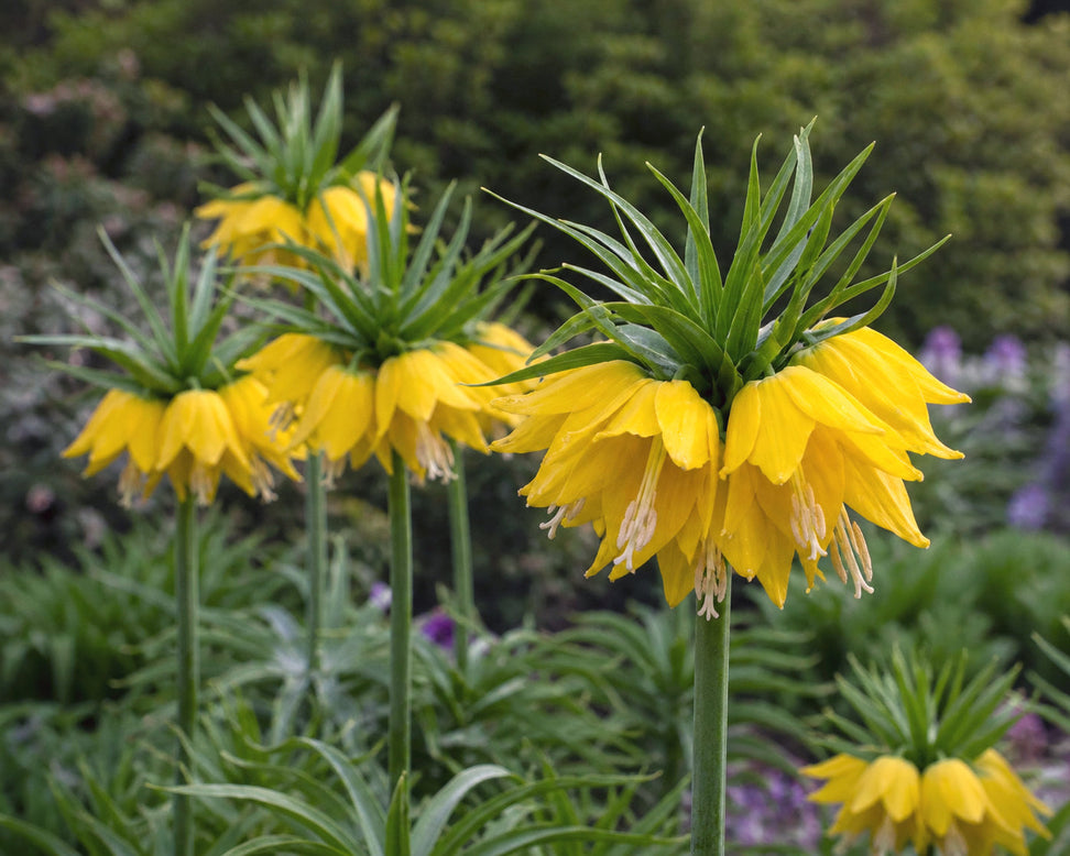Fritillaria 'Yellow Beauty'