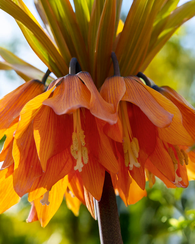 Fritillaria 'Sunset'