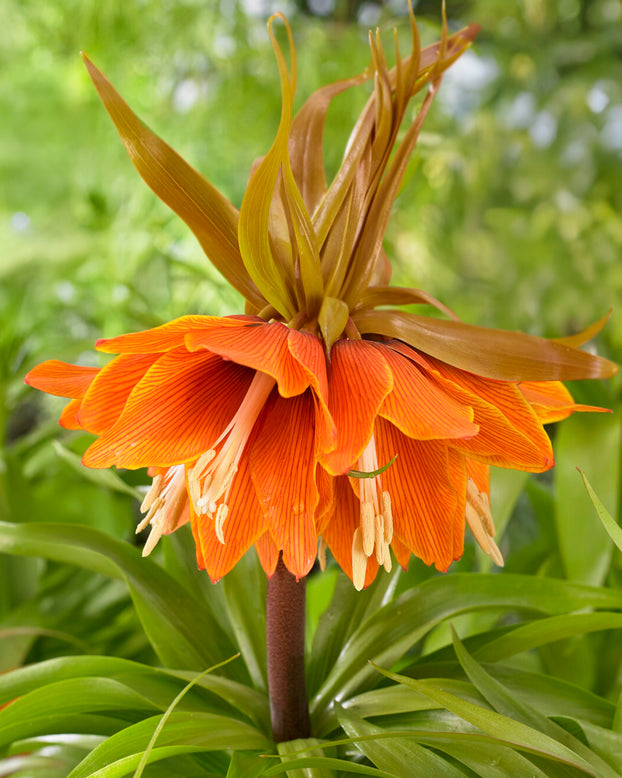 Fritillaria 'Sunset'