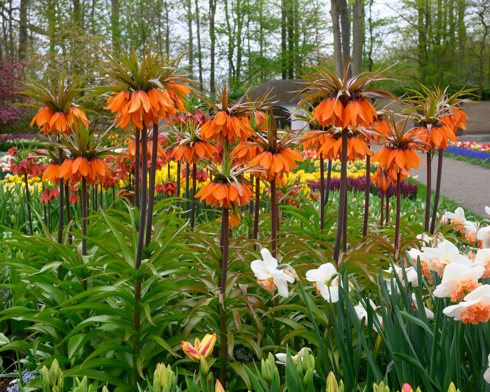 Fritillaria 'Sunset'