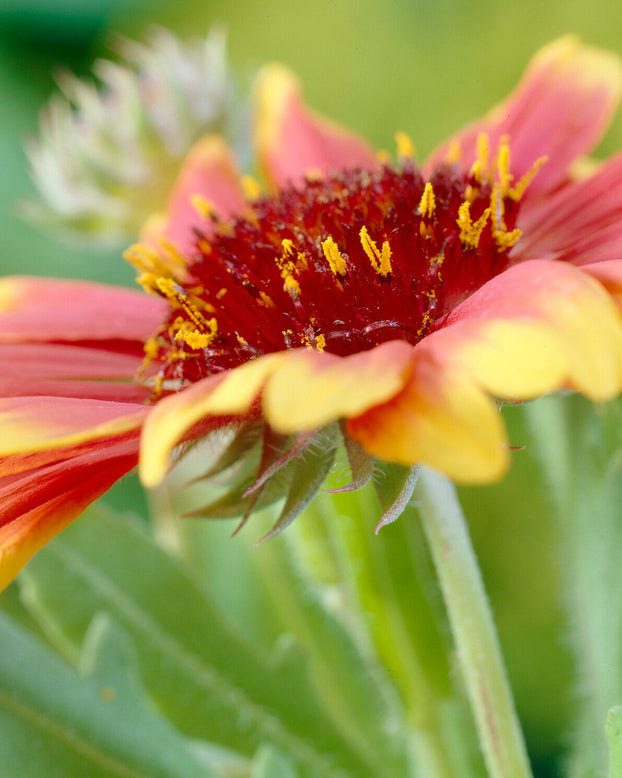 Gaillardia 'Kobold'