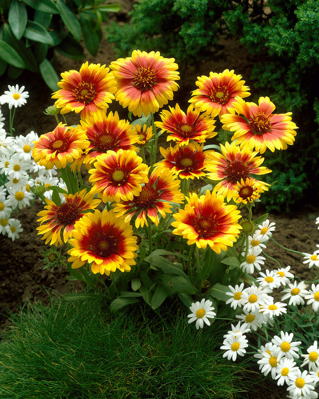 Gaillardia 'Kobold'