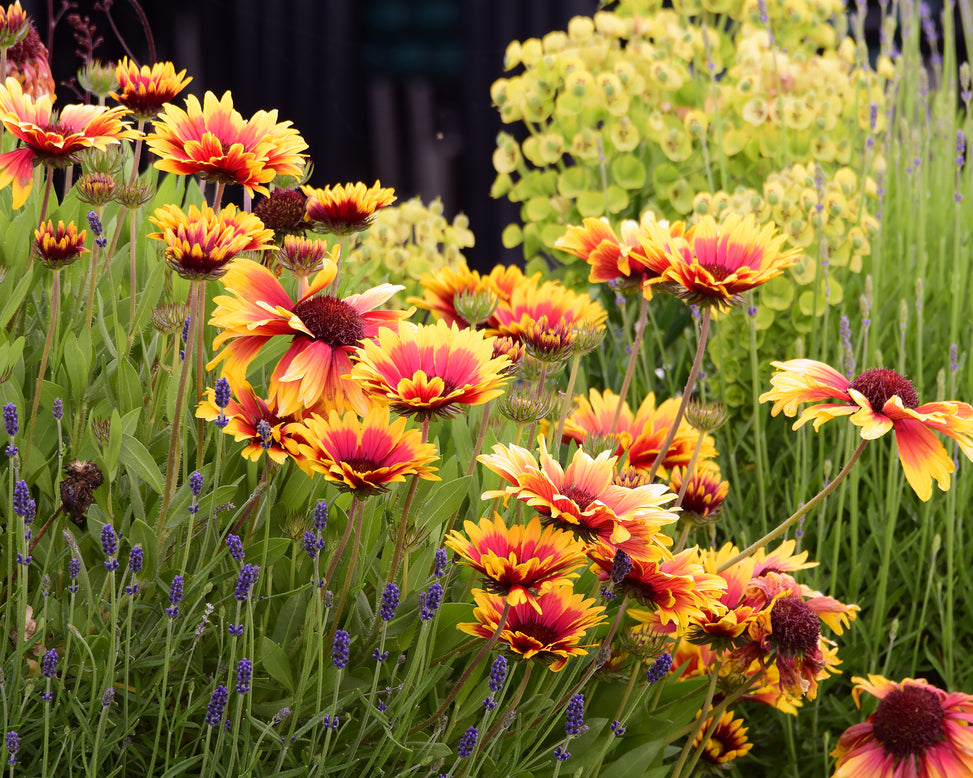 Gaillardia 'Kobold'
