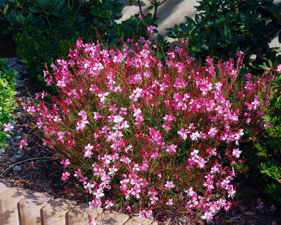 Gaura 'Baby Butterfly Dark Pink'