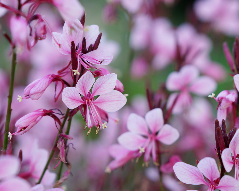 Gaura 'Baby Butterfly Dark Pink'
